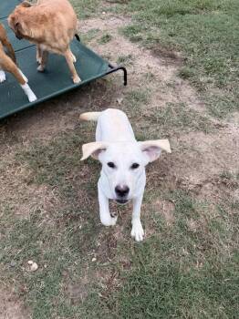 Carolina -  Labrador Retriever Dog for Adoption in Carrollton, Virginia - Carolina | PetCurious