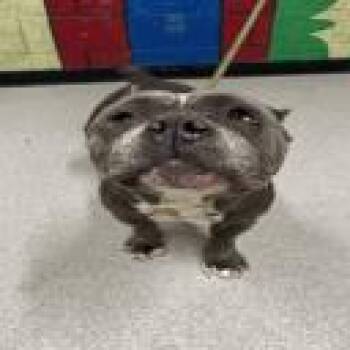 American Staffordshire Terrier Dogs Available for Adoption in Indianapolis, Indiana - Millie | PetCurious