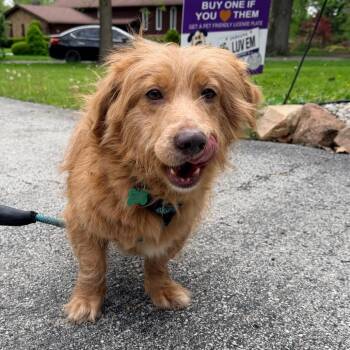 Golden Retriever and Cardigan Welsh Corgi Dogs Available for Adoption - Gilbert | PetCurious