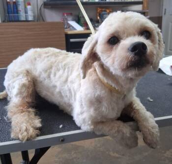 26-097 -  Lhasa Apso and Shih Tzu Dog for Adoption in Carrollton, Ohio - 26-097 | PetCurious