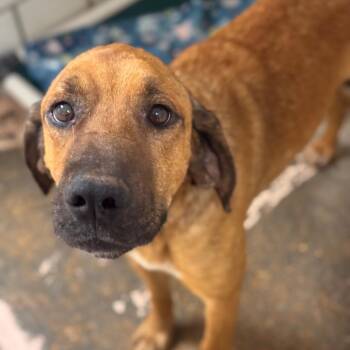 Hound and Mixed Breed Dogs Available for Adoption in Starkville, Mississippi - Mitch | PetCurious