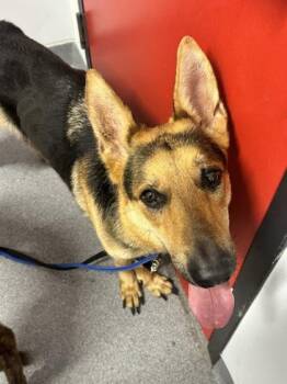 The Fox -  German Shepherd Dog Dog for Adoption in West Chester, Pennsylvania - The Fox | PetCurious