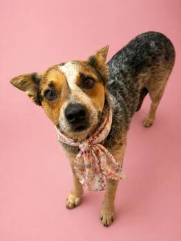 Australian Cattle Dog Blue Heeler Dogs Available for Adoption in Houston, Texas - Ruby | PetCurious
