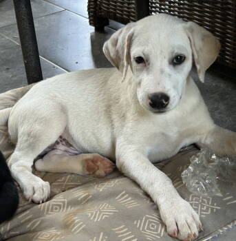 Rescue Labrador Retriever Dogs for Adoption in Rockaway, New Jersey - Griffin Lonestar | PetCurious