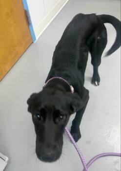 Alice (The Honeymooners x2) -  Labrador Retriever Dog Available for Adoption in Hartsville, South Carolina - Alice (The Honeymooners X2) | PetCurious