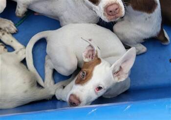 BAMBI -  Mixed Breed Dog for Adoption in Dallas, Texas - BAMBI | PetCurious