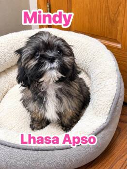 Mindy -  Lhasa Apso Dog for Adoption in Union Grove, Wisconsin - Mindy | PetCurious