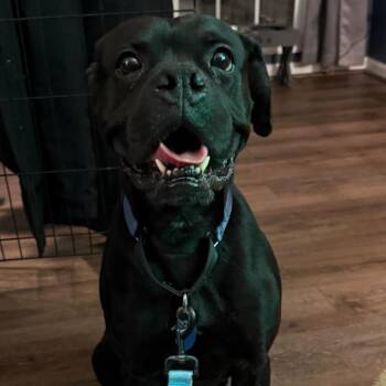 Boxer and Mixed Breed Dogs Available for Adoption - Solbane | PetCurious