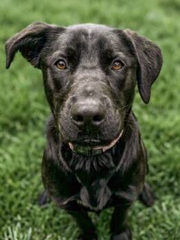 Black Labrador Retriever Dogs Available for Adoption in Vashon, Washington - Sammy | PetCurious