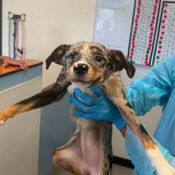 Cereal Box -  Australian Shepherd and Cattle Dog Dog for Adoption in Austin, Texas - Cereal Box | PetCurious