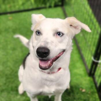 Australian Shepherd and Husky Dogs Available for Adoption - Maisey Moo LM | PetCurious