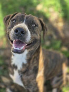 Rescue Pit Bull Terrier Dogs for Adoption in Dover, Arkansas - Max | PetCurious