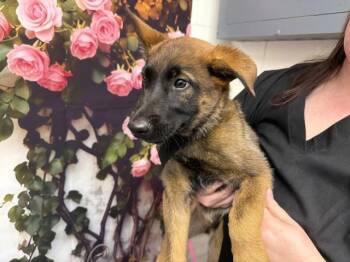 Belgian Shepherd Malinois Dogs Available for Adoption in San Bernardino, California - STEEL | PetCurious