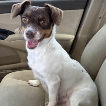 Lola -  Beagle and Chihuahua Dog for Adoption in Pelham, New Hampshire - Lola | PetCurious