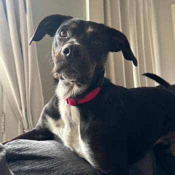 Winston -  Black Labrador Retriever Dog for Adoption - Winston | PetCurious