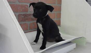 Chihuahua and Mixed Breed Dogs Available for Adoption - A2067711 | PetCurious