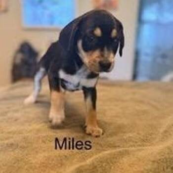 Miles -  Hound and Chihuahua Dog for Adoption in Lexington, Kentucky - Miles | PetCurious
