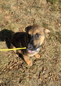 Rescue Cattle Dog Dogs for Adoption in Fort Lupton, Colorado - Kratt | PetCurious