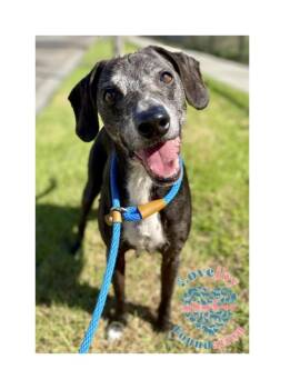 Rescue Greyhound Dogs for Adoption in Inglewood, California - Hunter COH | PetCurious