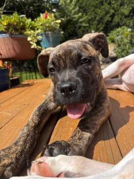Girl Boss -  Boxer Dog for Adoption in Coatesville, Pennsylvania - Girl Boss | PetCurious