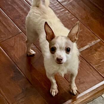 Gigi -  Chihuahua and Chiweenie Dog for Adoption - Gigi | PetCurious