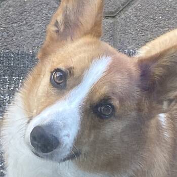 Rescue Corgi Dogs for Adoption in Corvallis, Oregon - Arrow | PetCurious