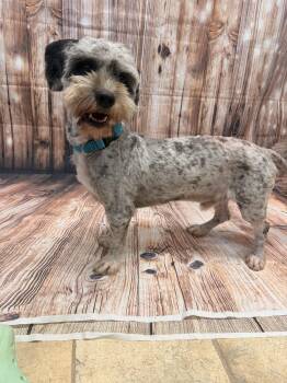 Teddy -  Maltese Dog for Adoption in Neillsville, Wisconsin - Teddy | PetCurious