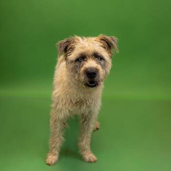 Terrier Dogs Available for Adoption in Lawrenceville, Georgia - Pen 186c Myla | PetCurious