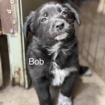 Bob -  Golden Retriever Dog Available for Adoption in Larkfield-wikiup, California - Bob | PetCurious