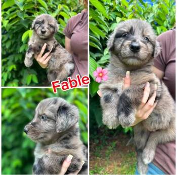 Fable -  Terrier and Australian Shepherd Dog for Adoption in Byrdstown, Tennessee - Fable | PetCurious