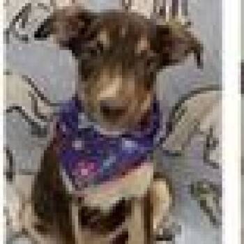 Straw (Cowin) -  Feist and Mixed Breed Dog for Adoption in Tampa, Florida - Straw (Cowin) | PetCurious