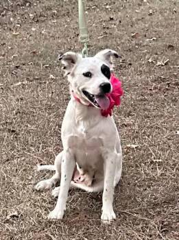 Rescue Border Collie Dogs for Adoption in Joppa, Alabama - Fergie | PetCurious