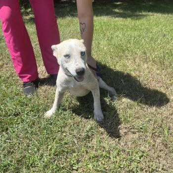 Hazel -  Australian Cattle Dog Blue Heeler Dog for Adoption in Clanton, Alabama - Hazel | PetCurious