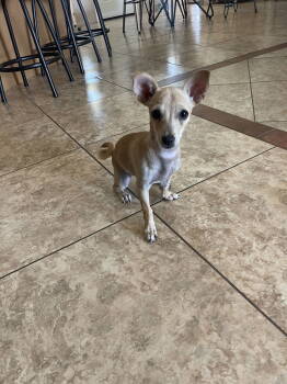 Rescue Chihuahua Dogs for Adoption in Phoenix, Arizona - Nala | PetCurious