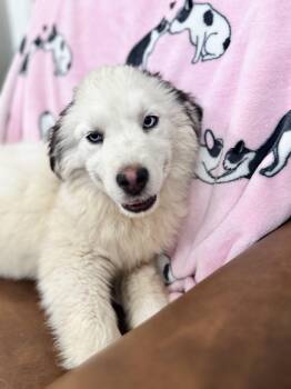 Great Pyrenees and Husky Dogs Available for Adoption - Athena  | PetCurious