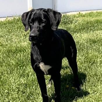 Black Labrador Retriever Dogs Available for Adoption in North Prairie, Wisconsin - **SHADOW** | PetCurious