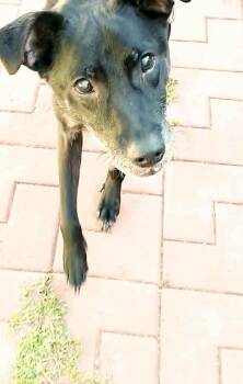 Rescue Mixed Breed Dogs for Adoption in Manchester, Connecticut - Titan | PetCurious