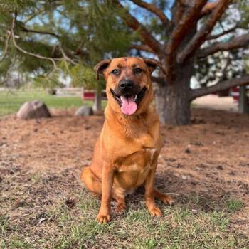 Rottweiler and Mixed Breed Dogs Available for Adoption in Fargo, North Dakota - Myrtle | PetCurious