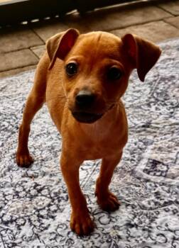 Dipsy-Tiny Chi Puppy! -  Chihuahua Dog for Adoption in Fort Myers, Florida - Dipsy-Tiny Chi Puppy! | PetCurious