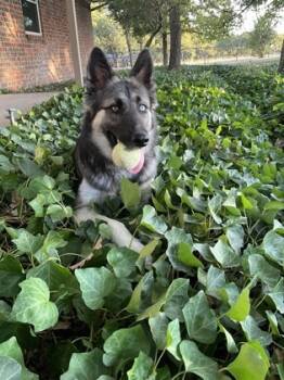 Rescue German Shepherd Dog and Mixed Breed Dogs for Adoption in Fort Worth, Texas - Margot | PetCurious