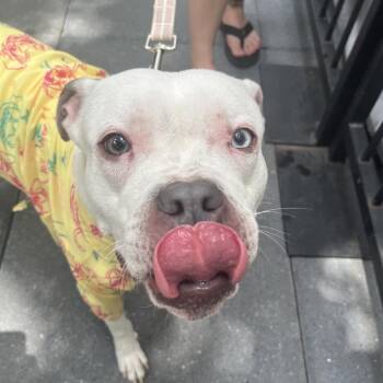 Rescue Boxer Dogs for Adoption in Fredericksburg, Virginia - Fran | PetCurious