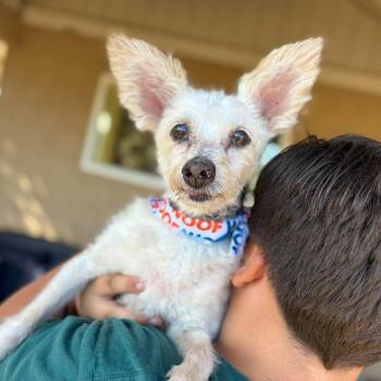 Spot -  Terrier Dog for Adoption in Ramona, California - Spot | PetCurious