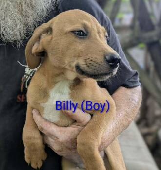 LLP Trixie : Billy -  Retriever and Shepherd Dog for Adoption in Aurora, Indiana - LLP Trixie : Billy | PetCurious