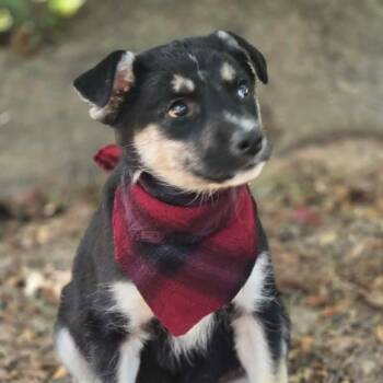 Velvet (The Koala Litter) -  Husky and German Shepherd Dog Dog for Adoption in Corsicana, Texas - Velvet (The Koala Litter) | PetCurious