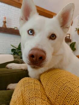 Rescue Husky Dogs for Adoption in Newport, Kentucky - Koda | PetCurious