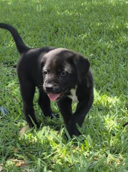 Mixed Breed Dogs Available for Adoption in The Woodlands, Texas - Achilles | PetCurious
