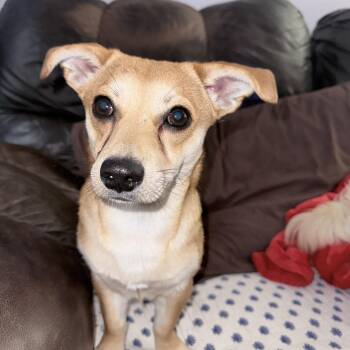 Chihuahua Dogs Available for Adoption -  Terry | PetCurious