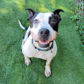 Rescue Boston Terrier and Mixed Breed Dogs for Adoption in Lake Panasoffkee, Florida - Bambi | PetCurious