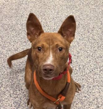 Australian Kelpie Dogs Available for Adoption in Golden, Colorado - Journey | PetCurious