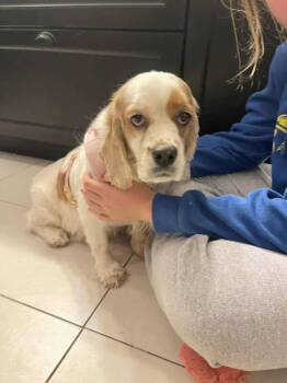 Rescue Cocker Spaniel Dogs for Adoption in Toronto, Ontario - Dolly | PetCurious